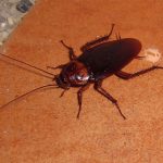 American Cockroach